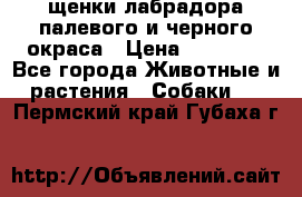 щенки лабрадора палевого и черного окраса › Цена ­ 30 000 - Все города Животные и растения » Собаки   . Пермский край,Губаха г.